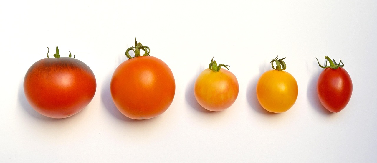 d&eacute;couvrez nos supports pour tomates robustes et pratiques, id&eacute;aux pour soutenir vos plants et optimiser leur croissance dans votre jardin.